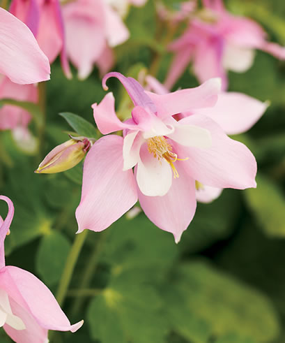Columbine